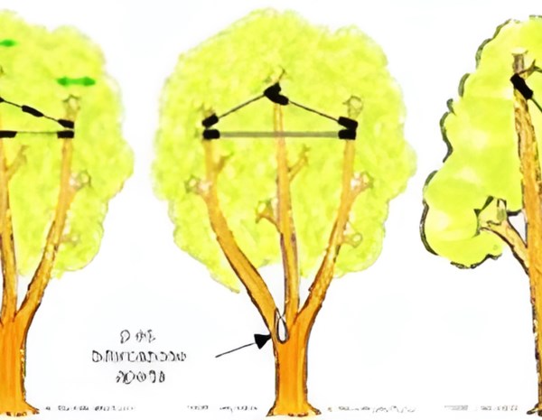 arboricoltura_consolidamento_01-new.png