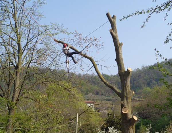 arboricoltura_tree_climbing_01.png